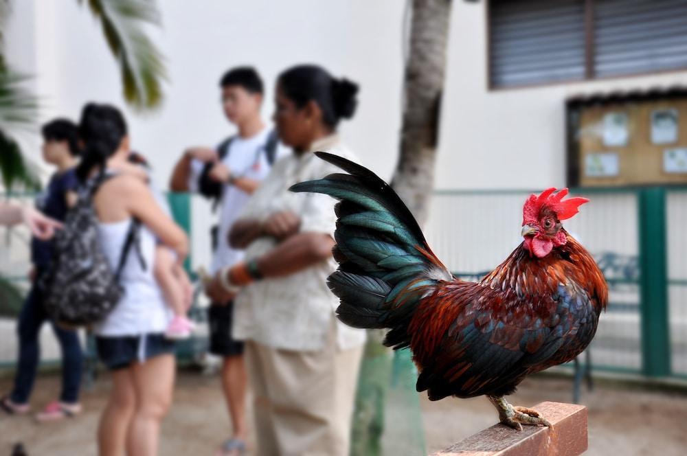 Avillion Port Dickson Ξενοδοχείο Εξωτερικό φωτογραφία A rooster in the streets of San Juan, Puerto Rico
